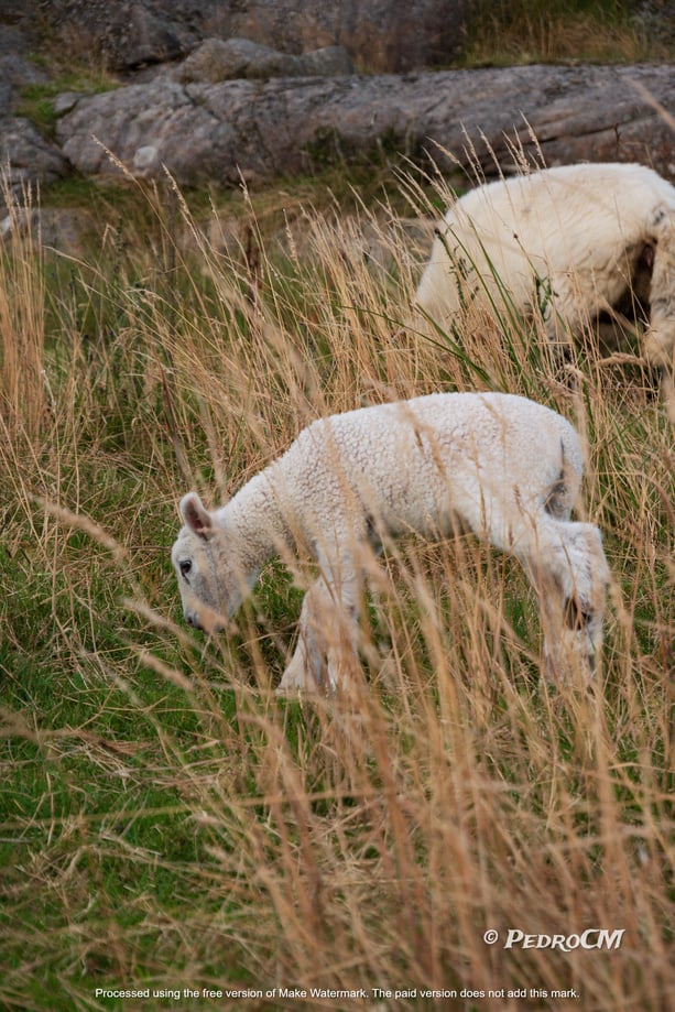 a baby lamb in a field of tall grass