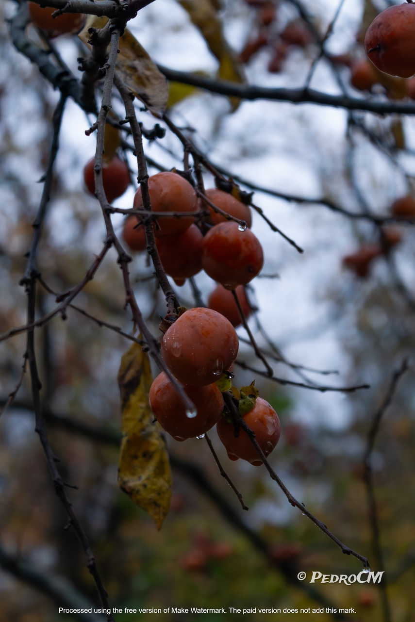 persimmons hanging on a tree branch after rain