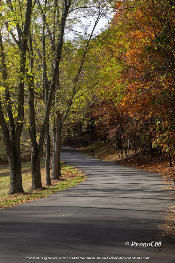 a paved road surrounded by trees in the fall