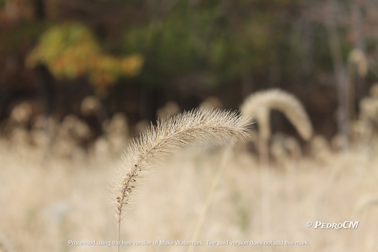 a close up of some tall grass in a field