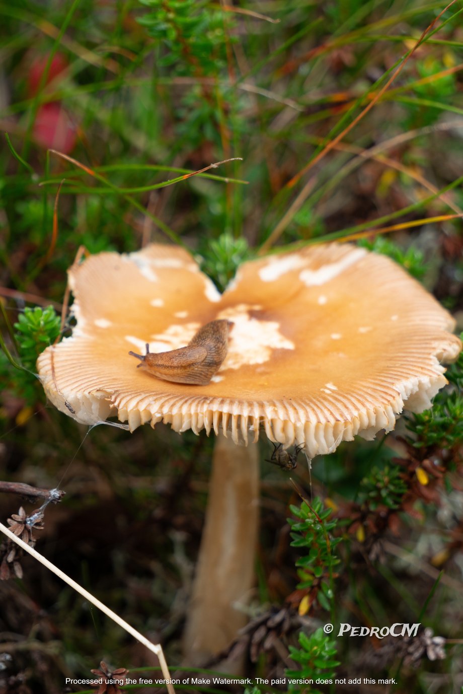 a close-up of a mushroom on the ground with a slug on it